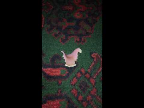 بالفيديو مطرب يفقد طقم أسنانه أمام الجمهور