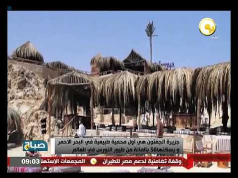 جزيرة الجفتون أول محمية طبيعية في البحر الأحمر