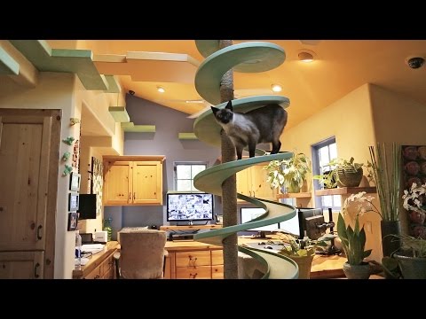 رجل يقضي حياته في تدليل القطط