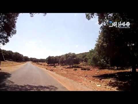 جبال  الأطلس الصغير في المغرب على طرقات غابة البلوط في إفران