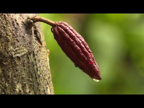 شاهد  كاكاو عالي الجودة في مدغشقر