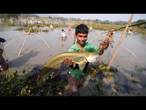 شاهد  قرويون هنود يشاركون في مهرجان بهوغالي بيهو