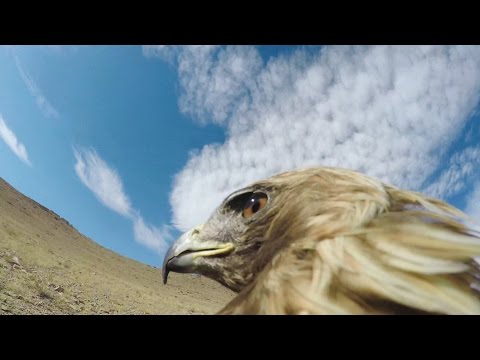 نسر يُوثق لحظات صيده ثعلبًا من الصحراء