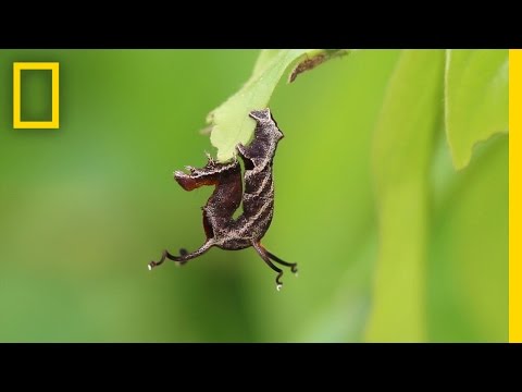 العلماء يعثرون على دودة سميعة فى الطبيعة