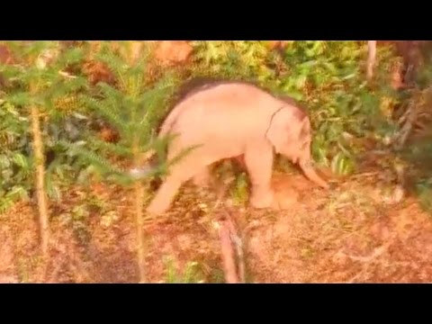 محاولات صينية لإنقاذ فيل صغير مُصاب
