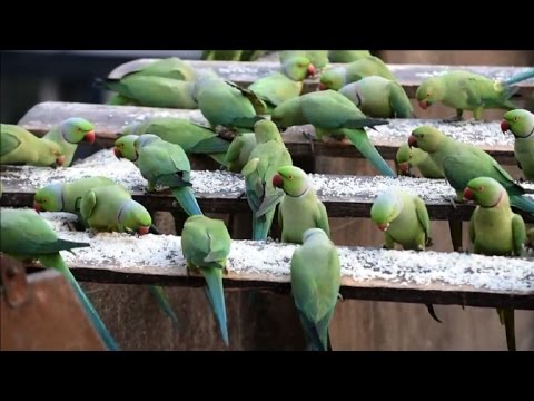 تقني كاميرات ينفق نصف راتبه على إطعام الببغاوات الخضراء