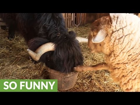 رد فعل خروف رفضت الأبقار مشاركته طعامهم
