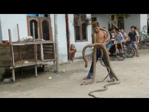 شاب يستعرض مهاراته بثعبان الكوبرا