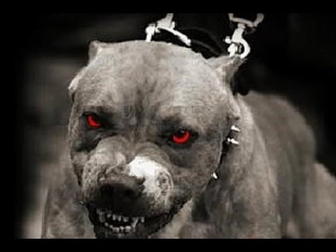 بالفيديو ماذا تفعل اذا هاجمك الكلاب