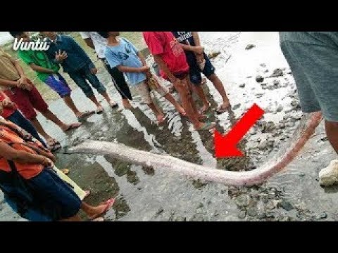 شاهد سمكة يجب الهروب في إذا وجدت