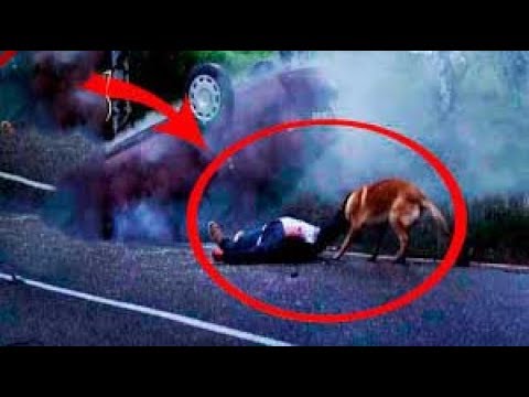 شاهد مشاهد عجيبة لـ 5 حيوانات أليفة أنقذت حياة أصحابها