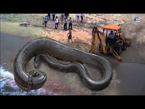 حقائق رهيبة ومخيفة عن الثعابين