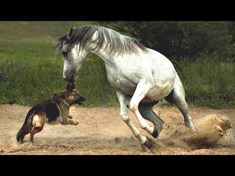 شاهد أروع لحظات الصداقة بين الخيول والكلاب