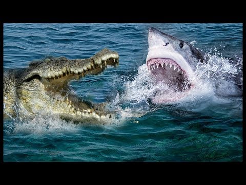 شاهد معركة داخل النهر سمكة القرش مقابل التمساح