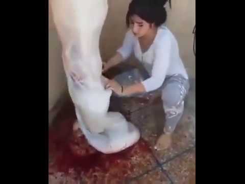 حسناء مغربية تسلخ خروفًا بطريقة احترافية