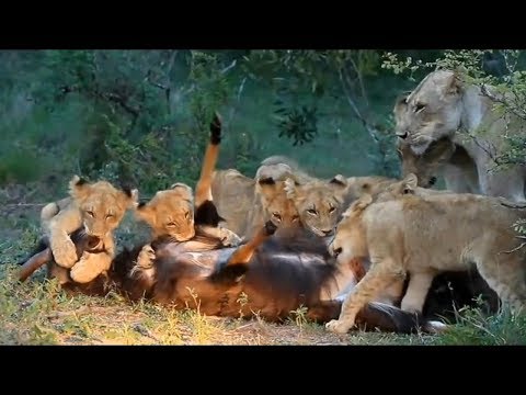 الحيوانات المفترسة تدّرب صغارها