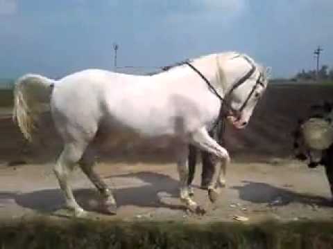 شاهد الحصان الراقص على الطريق الزراعي