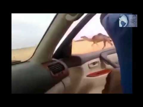 مغربيان يُلقيان القبض على جمل هارب