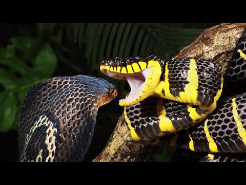 شاهد الثعبان الأكثر سمًا في العالم يأكل آخر حيًا