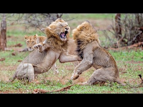 معركة ضارية بين أسدين على مواعدة لبؤة