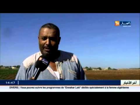 انطلاق غرس البطاطا غير الموسمية في ولاية غليزان