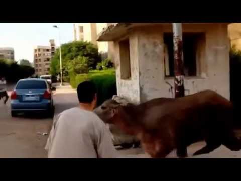 لحظة هروب عجل من الذبح ومطاردة الأهالي له