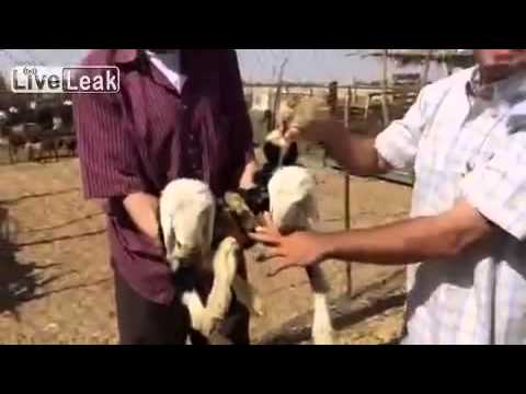 بالفيديو حالة ولادة نادرة لماعز برأسين و6 أرجل