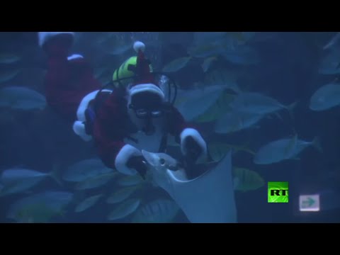 شاهد بابا نويل يحتفل بالعام الجديد وسط الأسماك