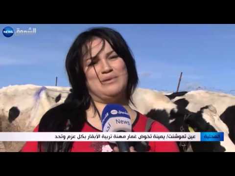 شاهد يمينة تخوض غمار مهنة تربية الأبقار بكل عزم وتحد