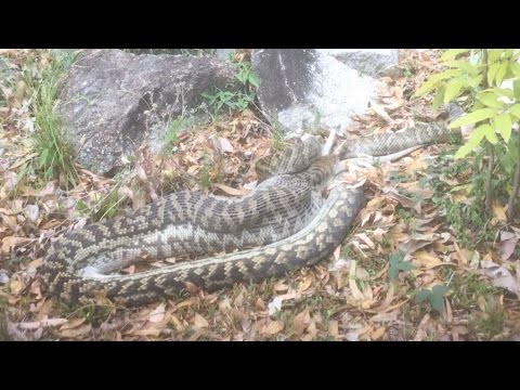 شاهد خناقة ساخنة بين الإعلامية شيماء صادق وركين