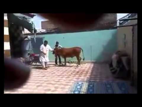 بالفيديو ثور يلقن ذابحه درسًا قاسيًا لن ينساه