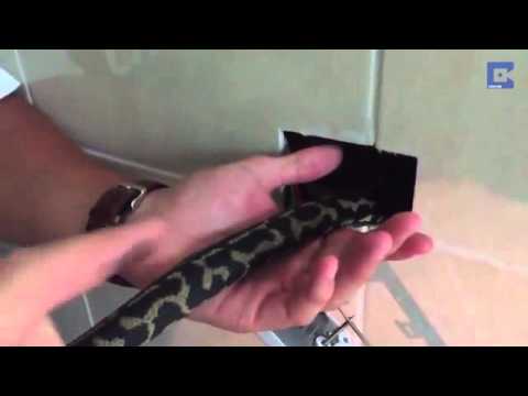 شاهد أسترالى يعثر على ثعبان ضخم يختبئ داخل جدار منزله