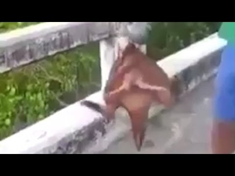 سمكة غريبة بساقين تثير رعب الصيادين