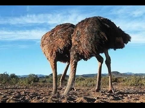 شاهد معلومات نعرفها جميعا لكنها خاطئة