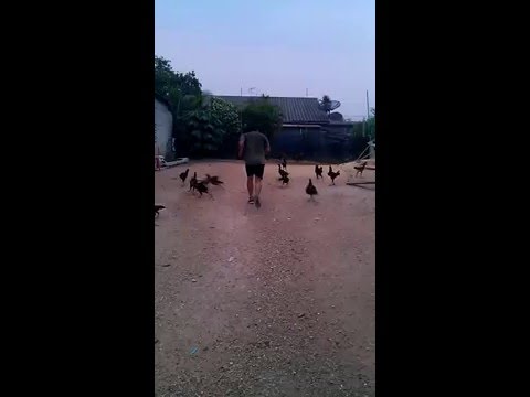 ديك يشارك صاحبه يوميًا في رياضة الجري