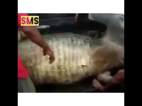 شاهد فتحوا بطن تمساح عملاق إبتلع رجل لن تتخيل ماذا وجدوا بداخله