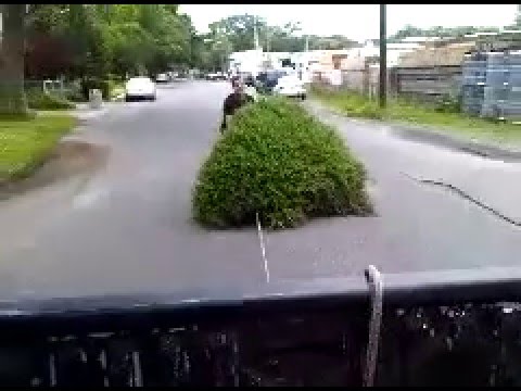 متهور يتزلج على شجرة في الشارع