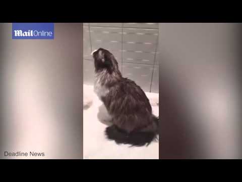 بالفيديو قطة تثير دهشة صاحبتها داخل الحمام