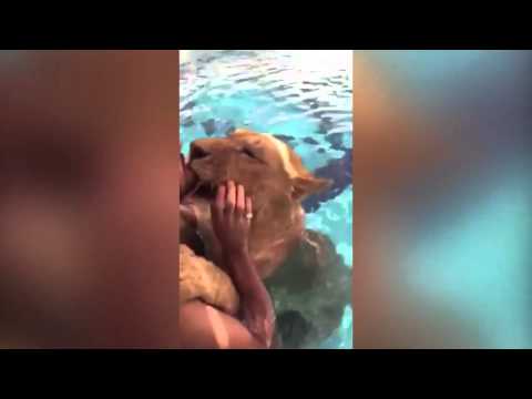 شاهد لقطات غريبة لأسد يلعب مع صاحبه