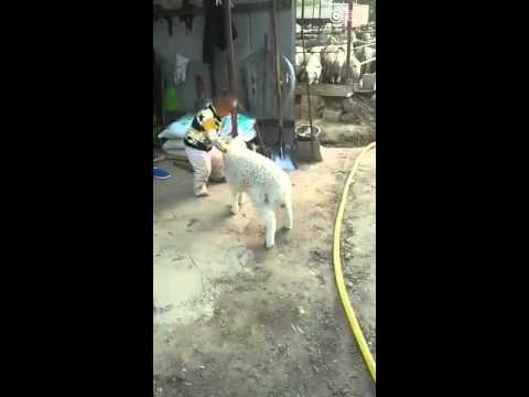 شاهد خناقة بين طفل وخروف